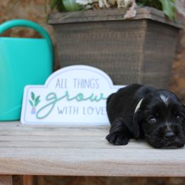 Grey Collar - Black female English Cocker Spaniel puppy in Ohatchee, Alabama from Otter Creek Kennels