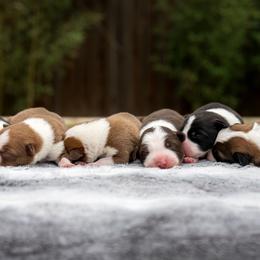 Border Collie puppies from Border Collie dei Fanelli