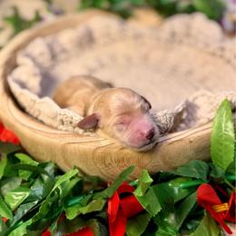 Urchin (brown) - Red  male Goldendoodle puppy in Haltom City, Texas from Ohana Doodles