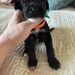 Orange collar - Black and white female Portuguese Water Dog puppy in Allen, Texas from Pawsitively Portuguese