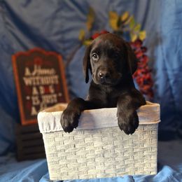 Gabriel - Black male Labrador Retriever puppy in Bemidji, Minnesota from Northern Star Elite Quality Labrador Retrievers