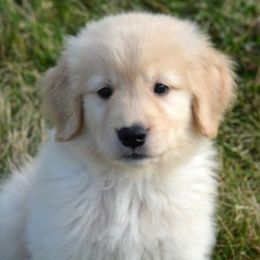Golden Retrievers from Magicshades Golden Retrievers