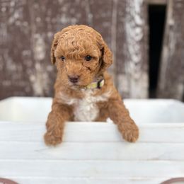 Peach - Apricot female Poodle puppy in Huntington, Utah from Krispydoodle