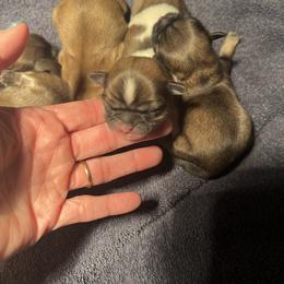 Baby boy 3 - Gold and white male Shih Tzu puppy in Cordova, Maryland from Harlequins Shih Tzu