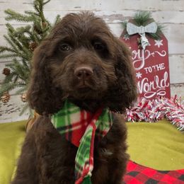Sebastian - Liver and white male Springerdoodle puppy in Lisbon, Ohio from Willow Lane Doodles
