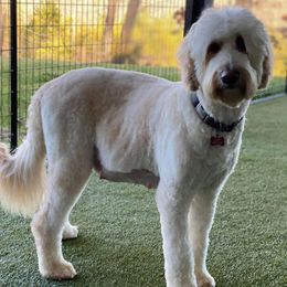 Australian Labradoodles and Goldendoodles from Dew Drop Doodles