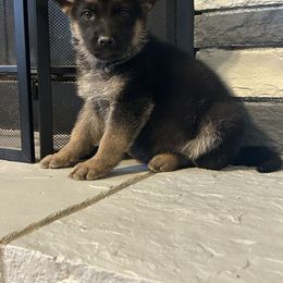 Gina - Black and tan female German Shepherd puppy in Whitewater, California from Vom Haus Metzler Shepherds
