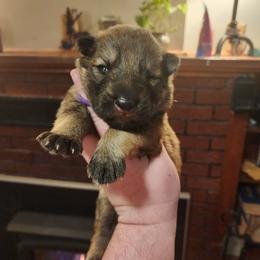 Wiley - Sable male German Shepherd puppy in Hope, Idaho from Fyrestorm Shepherds