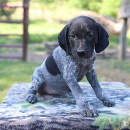 German Shorthaired Pointer puppies from Whiskey River Farm