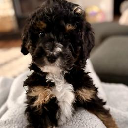 Black collar boy - Tri-color male Bernedoodle puppy in Lake, Michigan from 3 King Doodles & Poodles
