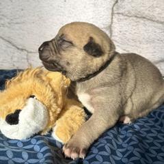 Lion - Yellow male Black Mouth Cur puppy in Warsaw, Missouri from Heritage Cow Dogs