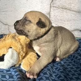 Lion - Yellow male Black Mouth Cur puppy in Warsaw, Missouri from Heritage Cow Dogs