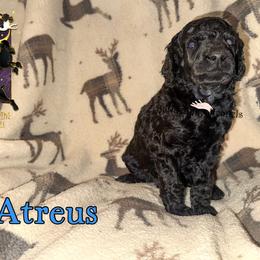 Atreus - Black male Poodle puppy in Winston Salem, North Carolina from Bewitching Kennels