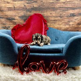 Ivy - Chocolate female Cavapoo puppy in Lancaster, Missouri from Cavapoo Acres
