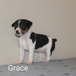 Girl 4 - Black tan and white female Rat Terrier puppy in Sharon, Ohio from Forest Grove Rat Terriers