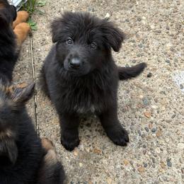Boy 3 - Black male German Shepherd puppy in Fairdale, Kentucky from Kimberly's German Shepherds