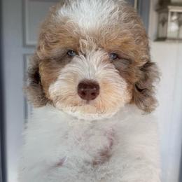 Muffin - Parti male Poodle puppy in Tucson, Arizona from Adored Poodle & Doodles