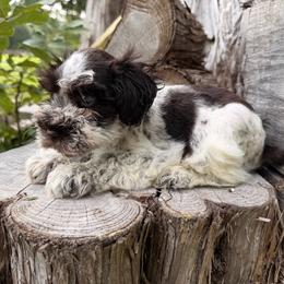 Ms Liberty - Parti female Miniature Schnauzer puppy in Silver Creek, Mississippi from Mamie’s Minis, LLC