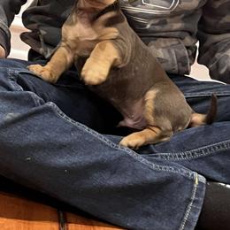 Dachshund Puppies from The Wienery