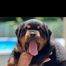 Rottweiler Puppies from Iron Clad Rottweiler