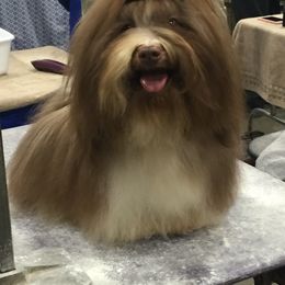 Sebastian - Havanese