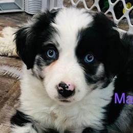 Australian Shepherds and Poodles from Massey Creek Kennels