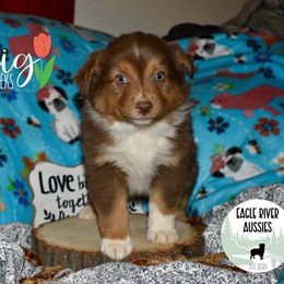 Solveig - Red tri male Miniature Australian Shepherd puppy in California from Eagle River Aussies