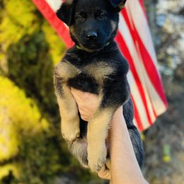 German Shepherd Puppies from German Shepherds
