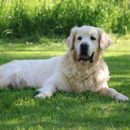 Cartier - Golden Retriever