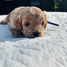 Lady Portia Featherington - Brown and tan female Cockapoo puppy in Piedmont, Oklahoma from Perdue Puppies