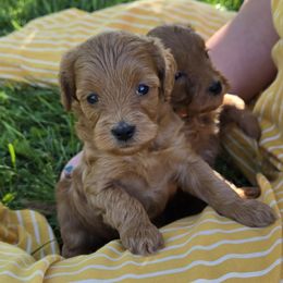 Cavapoo puppies from Rocky Desert Goldens and Cavaliers