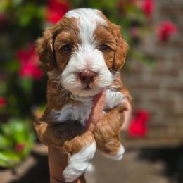 Purple collar - Red  female Goldendoodle puppy in Somerville, Alabama from Southern Enchanted Doodles