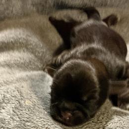 Fox - Brindle male Shih Tzu puppy in Pleasant Shade, Tennessee from Kuntry Tyme Shih Tzu
