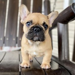 French Bulldogs from FairyTail Frenchies