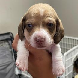 Dachshund Puppies from L & J Kennel