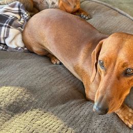 Sadie - Dachshund