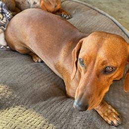 Sadie - Dachshund