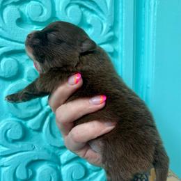 Dash - Chocolate male Pomeranian puppy in Springfield, Missouri from Hope Mountain Pomeranians