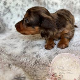 Dachshund Puppies from CSW Dachshunds