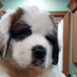 Red - Boy 5 - White and brown Saint Bernard puppy in Lower  Burrell, Pennsylvania from Fizzy Saints