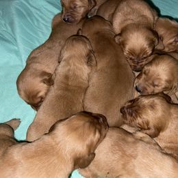 Male 2 - Dark golden male Golden Retriever puppy in Yucaipa, California from Blessed Goldens