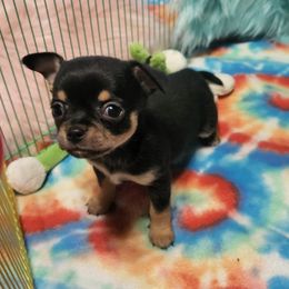 Chihuahua Puppies from OutLaw Chihuahua's