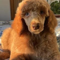 Poodles from Rocky Mountain Luxe Puff Poodles