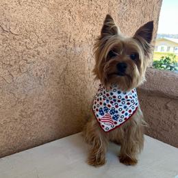 Bailey - Yorkshire Terrier