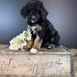 Bernedoodle Puppies from Bernedoodles of Florida