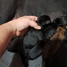 Girl 3 - Black female Cane Corso puppy in Clarksburg, West Virginia from West By God Virginia Cane Corso