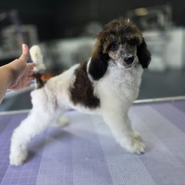 Swiss - Brindle - Brindle female Poodle puppy in Parker, Colorado from Pawsh K9’s