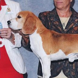 Ch. HA-Pennys Trouble Matters - Beagle