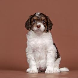 Sparkle - White and red female Bordoodle puppy in Tillamook, Oregon from Oregon Bordoodles