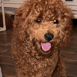 Cavapoo, Goldendoodle, and Poodle All Grown Up from Dlm_doodles